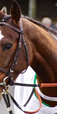 Our Conor, Irish Thoroughbred racehorse, dies at age 4